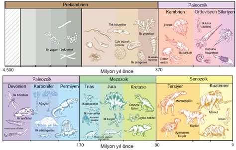 Jeolojik Zamanlar Jeolojik Devirler Nemli Olaylar Tablo Co Rafyac