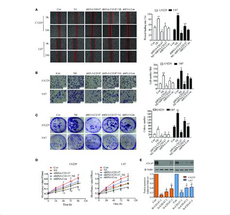 Cd Knockout Inhibited The Proliferation Invasiveness And