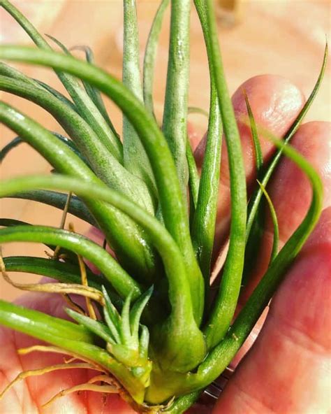 How To Grow Tillandsia Complete Care Guide