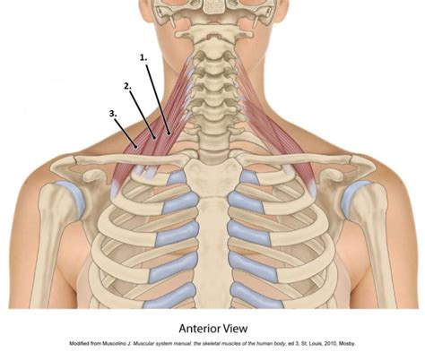 Anterior Neck Diagram Diagram Quizlet