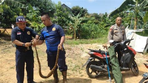 Ular Piton Masuk Kandang Ternak Milik Polisi Di Bintan UPT Damkar