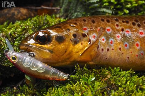 Best Trout Fishing Lures