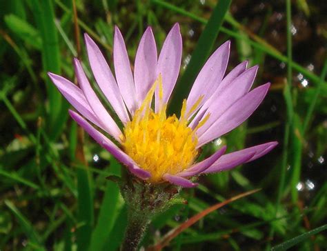 Plant Species of San Jacinto Mountain: Aster alpigenus var. andersonii ...