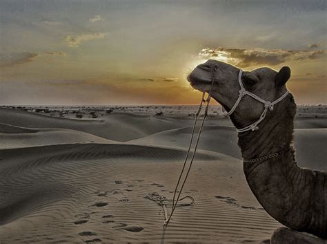 Jaisalmer Sam Sand Dunes - Free photo on Pixabay - Pixabay