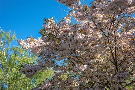 Premium Photo Pink Cherry Tree Blossom Against Blue Sky