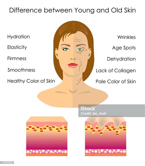年輕和老皮膚的區別 向量例證向量圖形及更多人類的皮膚圖片 人類的皮膚 人體構造 人體部分 Istock