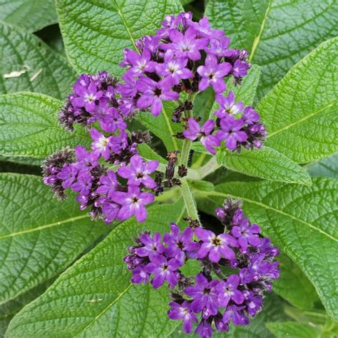 Premium Photo Close Up Of Purple Flowering Plants