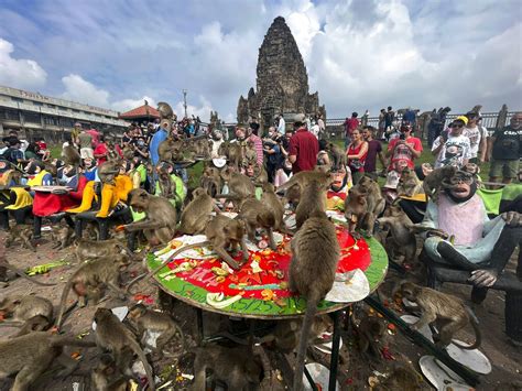 Macacos são homenageados banquete em festival na Tailândia veja