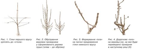 ᐉ Особливості обрізування груші - Журнал Агроном