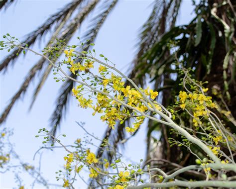 Parkinsonia florida - Изображение особи - Плантариум