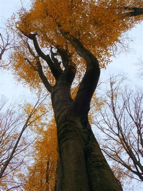 tree plan view  pictures freeimages