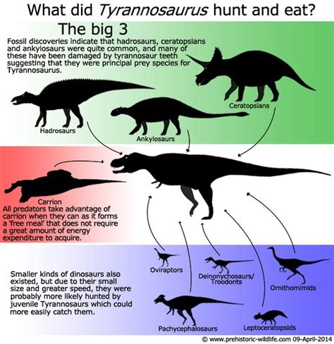 What Would Happen To Carnivores If Herbivores Were Removed From The