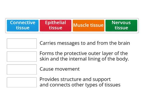 Types of Animal tissues - Match up