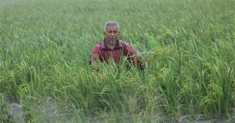 Pesawah Kampung Langgar Rugi Setengah Juta Tanaman Padi Ditenggelami