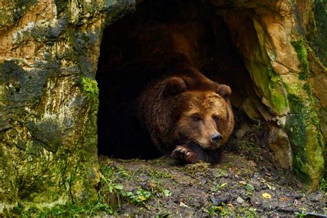 Which Animals Hibernate During Winter And Which Are At The Biggest