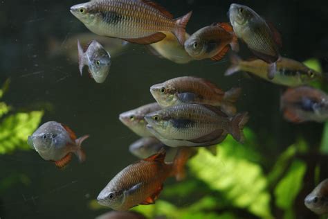 Gary Langes Rainbowfish Melanotaenia Garylangei Zoochat