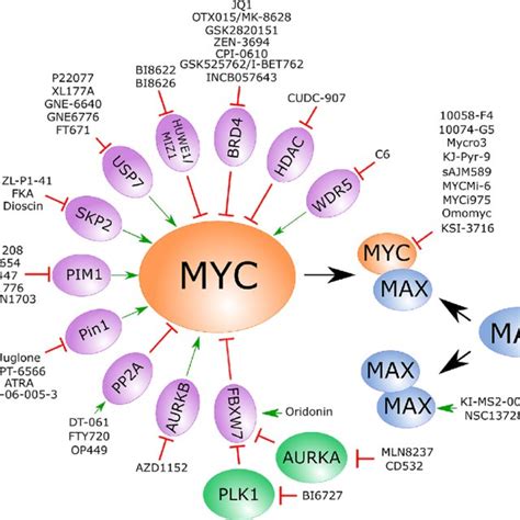 Strategies For Direct And Indirect Small Molecule Inhibition Of Myc