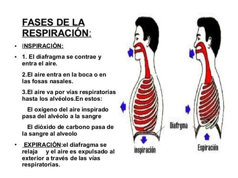 Por Supuesto Suizo Pol Tico Etapas Del Proceso Respiratorio Abuelo M S