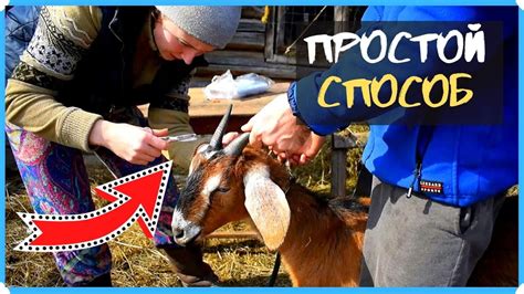 Простой способ обезроживания взрослых коз. Как убрать рога у козы - YouTube
