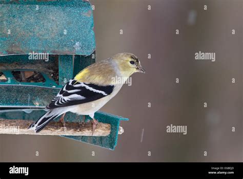 American Goldfinch Spinus Tristis In Adult Non Breeding Plumage On A Bird Feeder In The