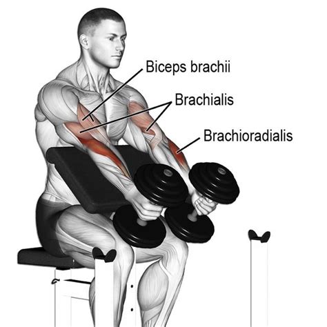 Preacher Hammer Dumbbell Curl By Heath Nimke Exercise How To Skimble