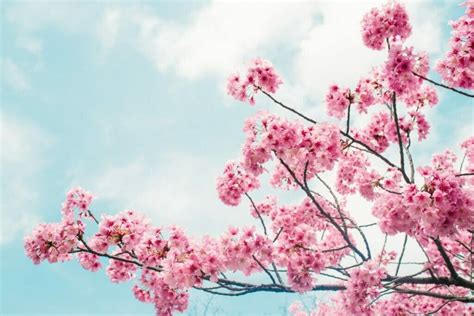 Cherry Blossom Meaning in the Langauge of Flowers - Petal Republic