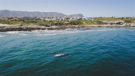 Top 7 Activities In Hermanus — Viatu