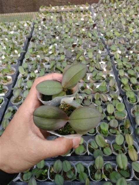 Bibit Anggrek Bulan Seedling Tani Nusantara