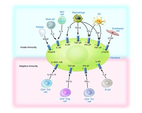 Jci B Cells No Longer Bystanders In Liver Fibrosis