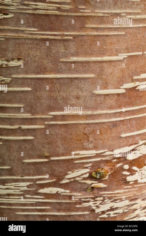 Himalayan Birch Betula Utilis Hi Res Stock Photography And Images Alamy