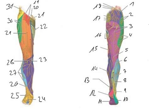 Nerves Myotome Dermatome Of Leg Flashcards Quizlet