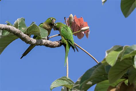 These Birds Mate For Life Photograph By Caren Brinkema Pixels