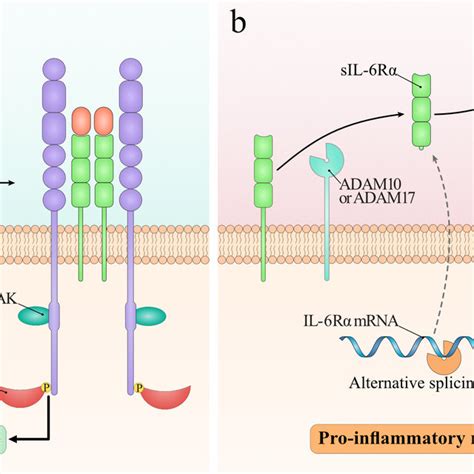 Different signaling pathways stimulated by IL-6. (a)Classic signaling ...