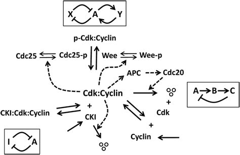 Basic Eukaryotic Cell Cycle Model With Regulatory Motifs The Principal Download Scientific