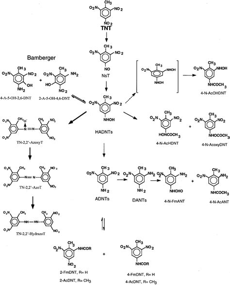 A Constructed Biodegradation Pathways Of 2 4 6 Trinitrotoluene TNT