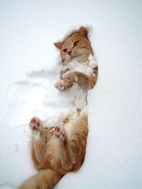 20 Cats Learning to Love the Snow | Pretty cats, Cute cats, Beautiful cats