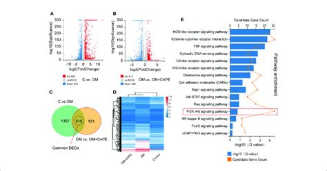 Gene Expression Profiles With Rna Sequencing Under The Om Osteogenic