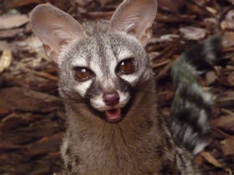 Civet Cat Translate Malaysia