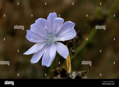 Light Blue Flower Of Common Chicory Cichorium Intybus Close Up Stock