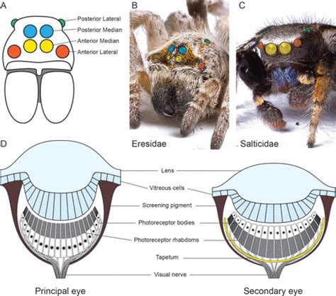 Tarantula Eyes