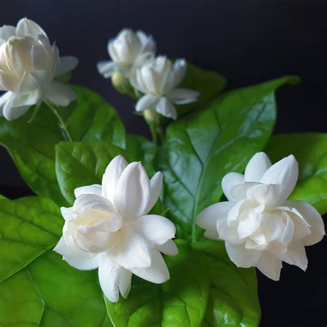 Arabian Jasmine / Gundu Malli (Jasminum sambac) Highly Fragrant ...