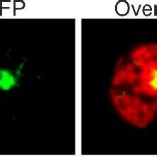 Fig S Bbx Is Localized To The Nucleus Fluorescence Microscopy Of