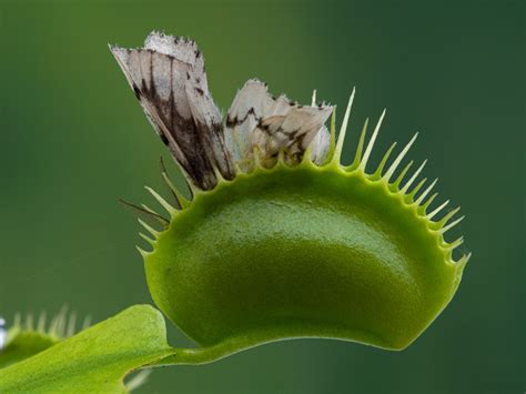 Plantas Carn Voras Cosas Que Debes Saber Sobre Las Blog