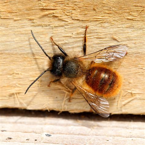 Trogtrogblog Red Mason Bee Report