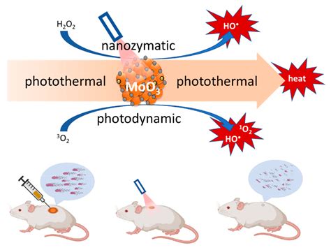 Ijms Free Full Text Applications Of Antimicrobial Photodynamic Therapy Against Bacterial