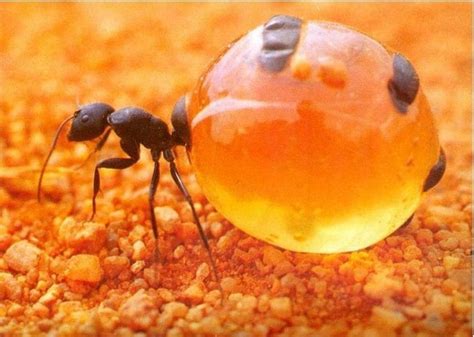 How to Identify a Queen Ant – Ants.com