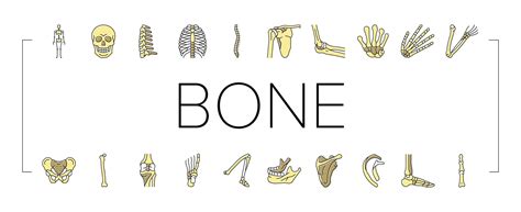 Bone Human Skeleton Structure Icons Set Vector Vector Art At