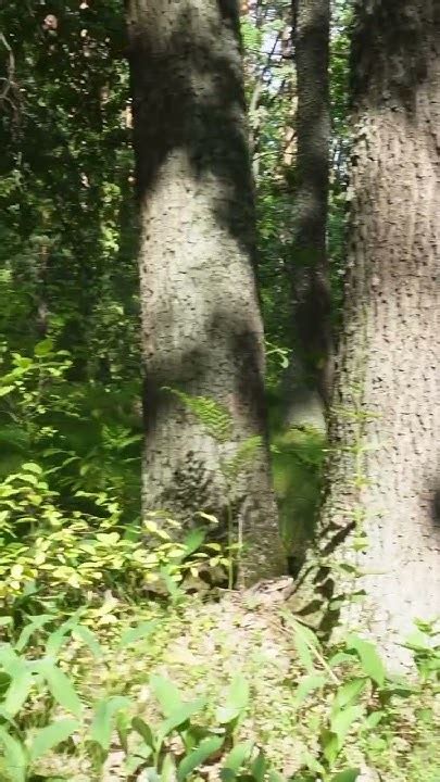 Чарівний Дубовий ліс 🌳 #mushroom #природа #nature #ліс #wildlife # ...