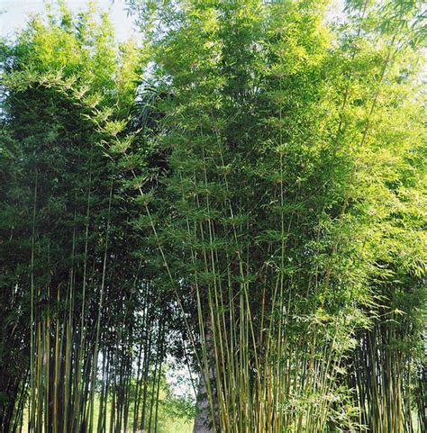 Graceful Bamboo Jungle Jacks Bamboo Nursery