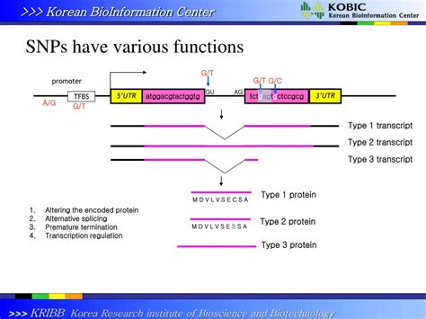 Ppt Snppromoter A Database Of Human Snps Single Nucleotide